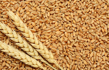 wheat_seeds